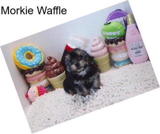 Morkie Waffle