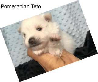 Pomeranian Teto