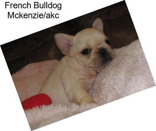 French Bulldog Mckenzie/akc