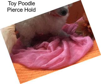 Toy Poodle Pierce Hold