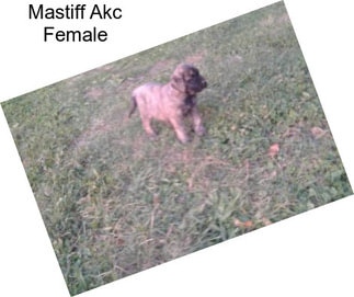 Mastiff Akc Female