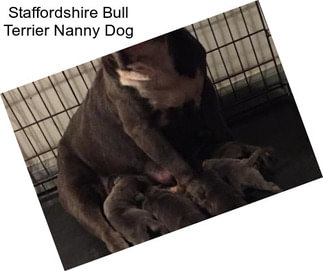 Staffordshire Bull Terrier Nanny Dog