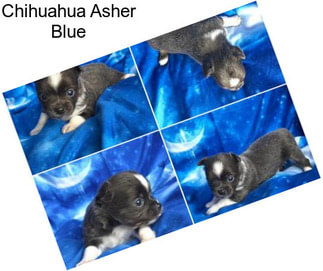 Chihuahua Asher Blue