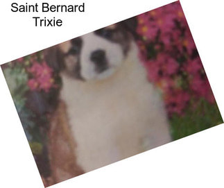 Saint Bernard Trixie