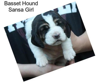 Basset Hound Sansa Girl