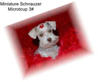 Miniature Schnauzer Microtcup 3#