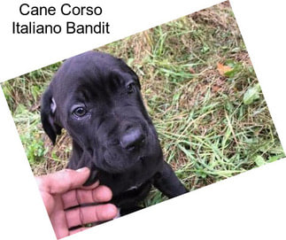 Cane Corso Italiano Bandit