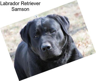 Labrador Retriever Samson
