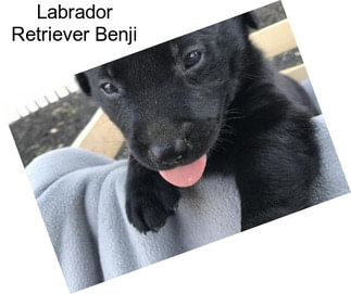 Labrador Retriever Benji