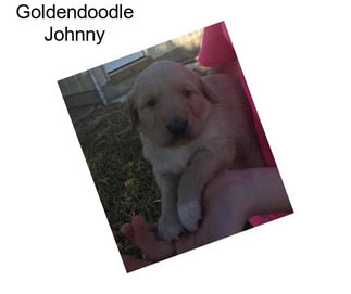 Goldendoodle Johnny