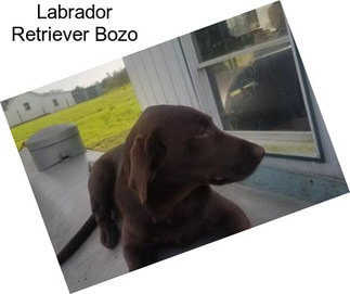Labrador Retriever Bozo