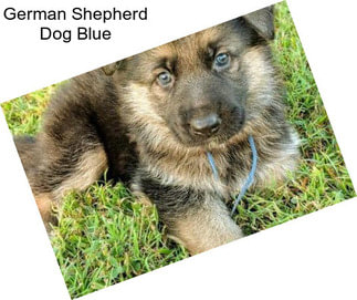 German Shepherd Dog Blue