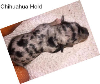 Chihuahua Hold