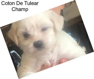 Coton De Tulear Champ