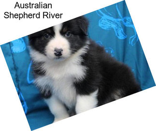 Australian Shepherd River