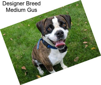 Designer Breed Medium Gus