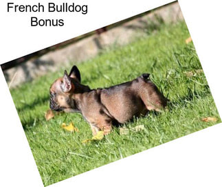 French Bulldog Bonus