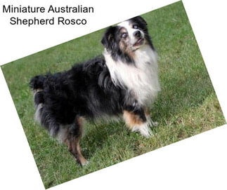 Miniature Australian Shepherd Rosco