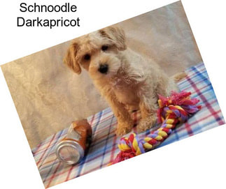 Schnoodle Darkapricot