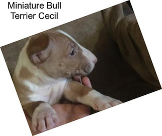 Miniature Bull Terrier Cecil