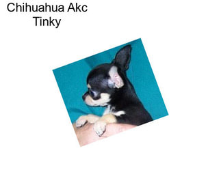 Chihuahua Akc Tinky