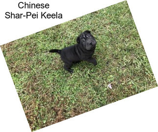 Chinese Shar-Pei Keela