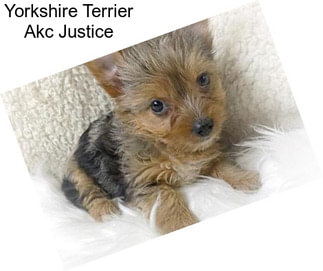 Yorkshire Terrier Akc Justice