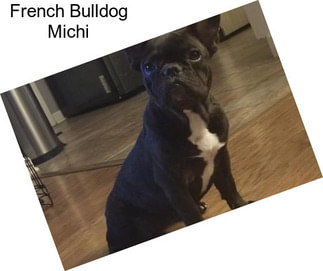 French Bulldog Michi