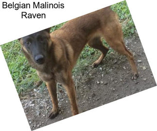 Belgian Malinois Raven