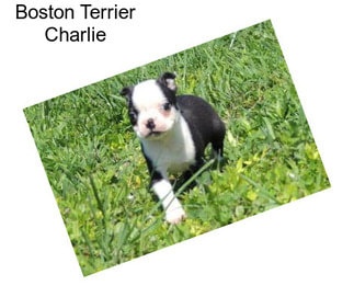 Boston Terrier Charlie