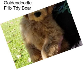 Goldendoodle F1b Tdy Bear