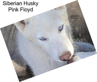Siberian Husky Pink Floyd