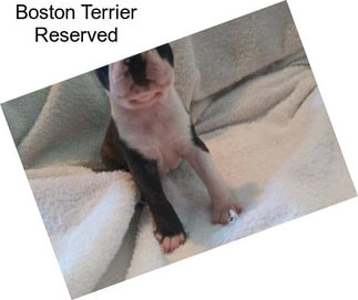 Boston Terrier Reserved