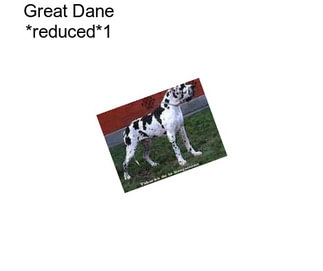 Great Dane *reduced*1