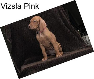 Vizsla Pink