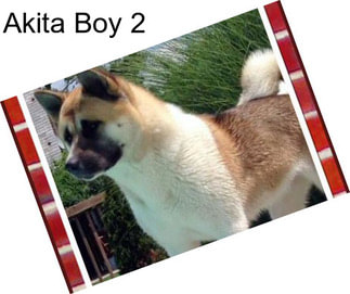 Akita Boy 2