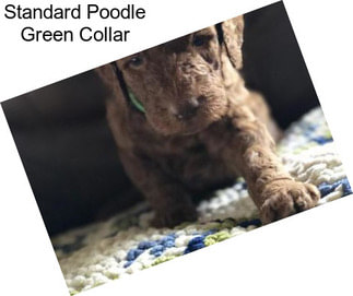 Standard Poodle Green Collar