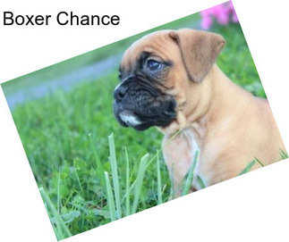 Boxer Chance
