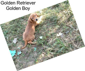 Golden Retriever Golden Boy