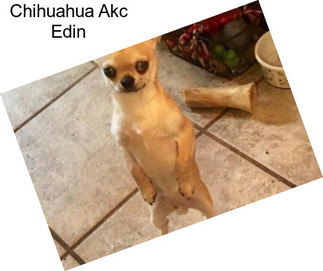 Chihuahua Akc Edin