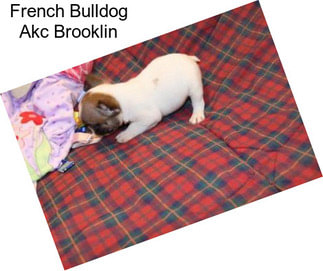 French Bulldog Akc Brooklin