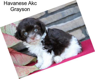 Havanese Akc Grayson