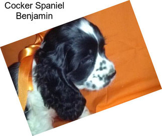 Cocker Spaniel Benjamin