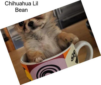 Chihuahua Lil Bean