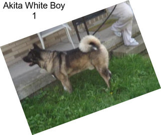 Akita White Boy 1