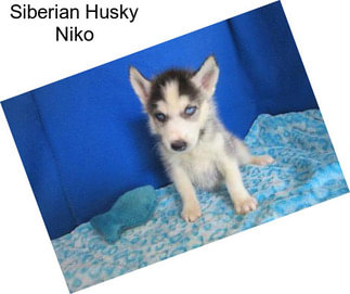 Siberian Husky Niko