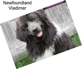 Newfoundland Vladimer