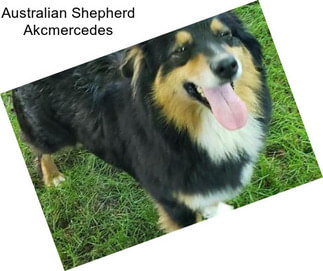 Australian Shepherd Akcmercedes