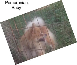 Pomeranian Baby