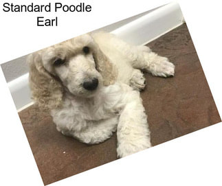 Standard Poodle Earl